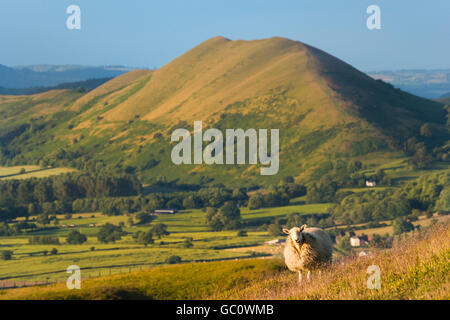 Ein Schaf posiert auf der Long Mynd mit Lawley im Hintergrund in Shropshire, England, UK. Stockfoto