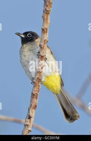 Gemeinsamen Bulbul - Pycnonotus barbatus Stockfoto