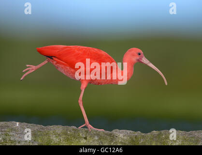 Scarlet Ibis - Eudocimus ruber Stockfoto