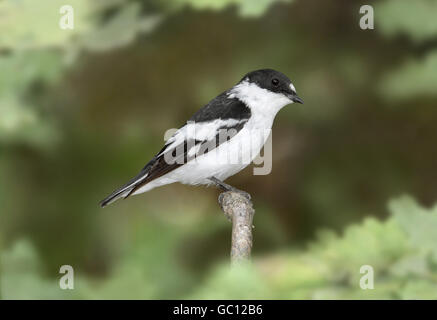 Semi-collared Flycatcher - Ficedula Semitorquata - männlich Stockfoto