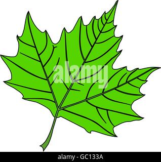 Ahorn,(Platanus acerifolia), Vektor, isolierte Ahorn Blatt, Stock Vektor