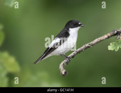 Pied Flycatcher - Ficedula Hypoleuca - männlich Stockfoto