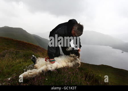 Shepherd Neil Campbell, hoch in den Bergen mit Blick auf Loch Lomond, bei der Arbeit Hand scheren ein Ruckie Scottish Black Face Schafe in Cailness, Central Scotland. Ein Ruckie ist ein Mutterschaf, die an der Clipping verpasst wurde. Stockfoto