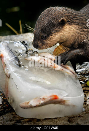 Während die Hitzewelle in London beginnt, hält sich ein Otter mit einem gefrorenen Fischeis im Battersea Park Children's Zoo kühl. Stockfoto