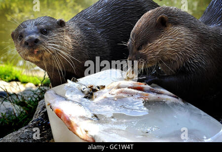 Wetter im Sommer Stockfoto