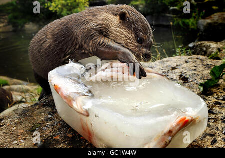 Während die Hitzewelle in London beginnt, hält sich ein Otter mit einem gefrorenen Fischeis im Battersea Park Children's Zoo kühl. Stockfoto