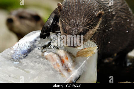 Während die Hitzewelle in London beginnt, bleiben Otter Slate und Shale mit einem gefrorenen Fischeis im Battersea Park Children's Zoo kühl. Stockfoto