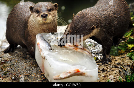 Während die Hitzewelle in London beginnt, bleiben Otter Slate und Shale mit einem gefrorenen Fischeis im Battersea Park Children's Zoo kühl. Stockfoto