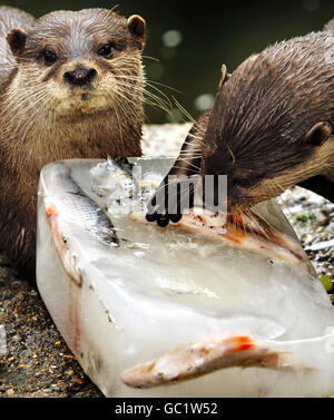 Wetter im Sommer Stockfoto