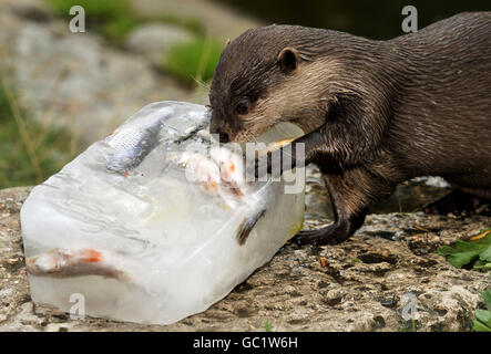 Wetter im Sommer Stockfoto