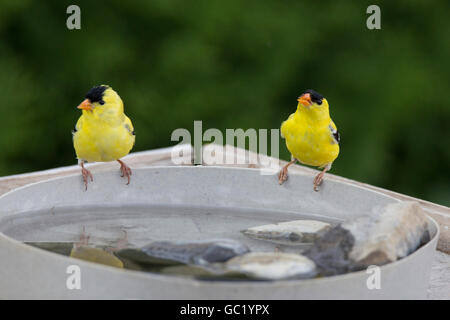 Zwei Männchen amerikanische Stieglitz (Zuchtjahr Tristis) Trinkwasser. Stockfoto