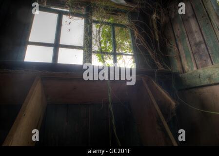 Alte verlassene Fenster mit grüner Vegetation wachsen durch die zerbrochene Glasscheiben. Innenaufnahme mit Blick auf das Licht Stockfoto