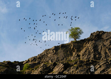 Ein Mord an Krähen - ein Herde von Krähen fliegen um einen einsamen Baum auf einem Felsen Stockfoto