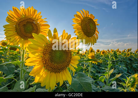 Sonnenuntergang über einem Feld von Sonnenblumen Stockfoto
