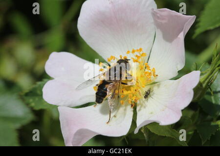 Honigbiene auf einer Heckenrose, mit eine kleine Fliege Stockfoto