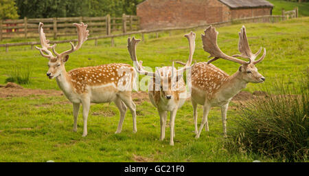 Damwild in einen englischen Landschaftspark Weiden Stockfoto