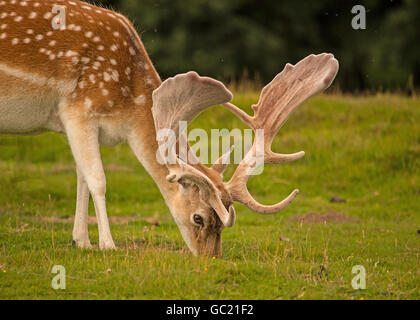 Ein Damhirsch Beweidung in einen englischen Landschaftspark Stockfoto