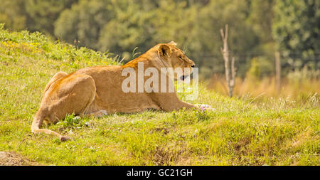 Eine Löwin Aalen in der Sonne auf einem Grashügel Stockfoto