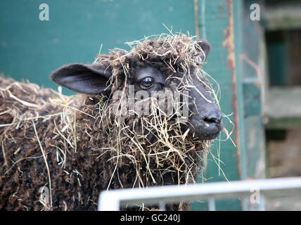 Ein Schaf genießt sein Strohfrühstück auf der Vauxhall City Farm in London. Stockfoto