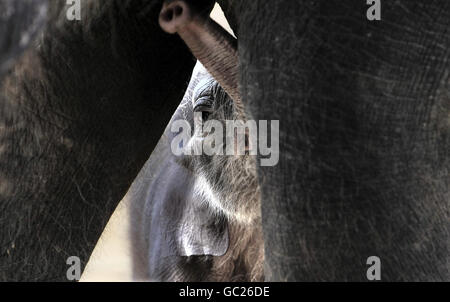 Twycross Zoo's neue Ankunft, ein noch unbenannter männlicher asiatischer Elefant geboren am 6. August, der heute im Zoo präsentiert wurde. Stockfoto