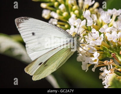 Einen kleinen weißen Schmetterling Fütterung auf eine weiße Blume Stockfoto