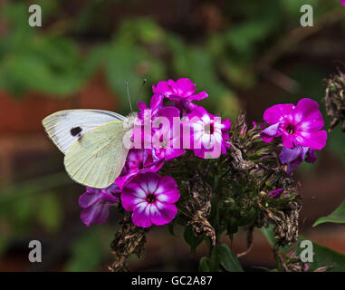 Einen kleinen weißen Schmetterling Fütterung auf eine lila und weißen Phlox Stockfoto