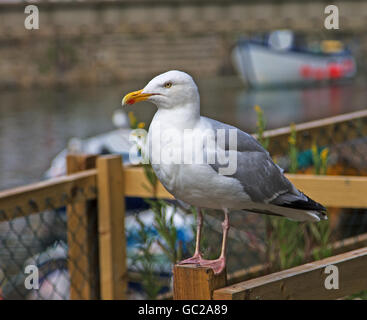 Ein Erwachsener Silbermöwe thront auf einem Zaunpfahl in Staithes, North Yorkshire Stockfoto