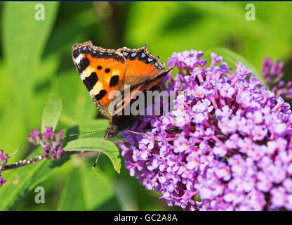 Ein Schmetterling auf einer Blüte lila buddlia Stockfoto