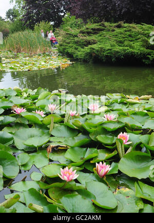 Besucher von Burnby Hall Gardens, Pocklington, East Yorkshire spazieren an den Seerosen vorbei. Die Sammlung von Hardy Seerosen ist die größte solche Sammlung in einer natürlichen Umgebung in Europa gefunden werden. Stockfoto