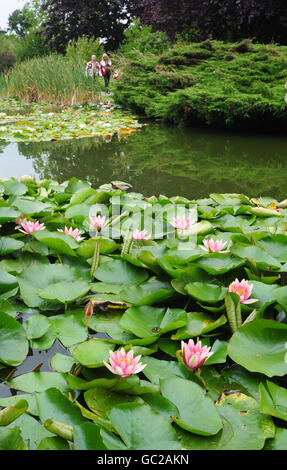 Besucher von Burnby Hall Gardens, Pocklington, East Yorkshire spazieren an den Seerosen vorbei. Die Sammlung von Hardy Seerosen ist die größte solche Sammlung in einer natürlichen Umgebung in Europa gefunden werden. Stockfoto