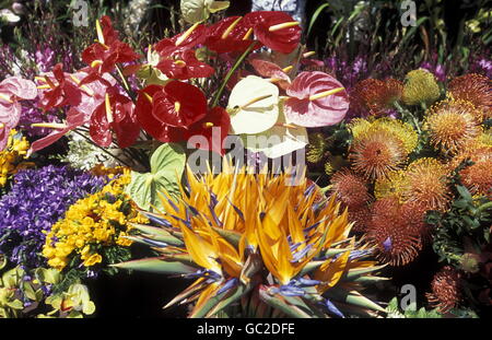 Das Traditionelle Fruehlings Blumenfest in der Hauptstadt Funchal Auf der Insel Madeira Im Atlantischen Ozean Stockfoto