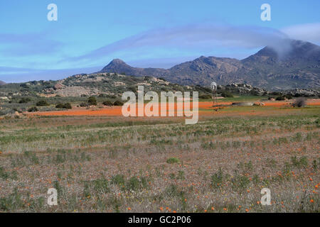 Namaqualand Wildblumen umgeben einen Bauernhof Damm mit einer Windmühle in der Nähe von Kamieskroon, Western Cape, Südafrika Stockfoto