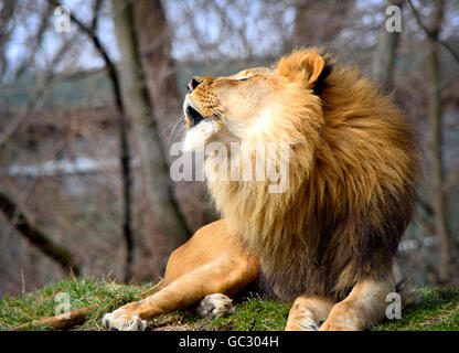 Löwe im zoo Stockfoto