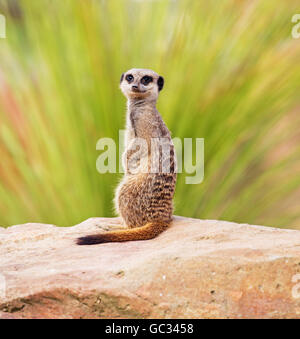 Ein Erdmännchen thront auf einem Felsen, hält Wache für seine Familie Stockfoto