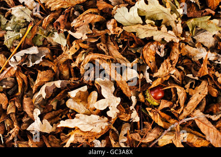 Kastanie inmitten von Herbstlaub Stockfoto