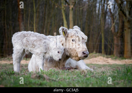 Galloway Rinder (Bos Primigenius Taurus) mit blonden Pigmentierung, geeignete Tierschutz, Freilandhaltung Stockfoto
