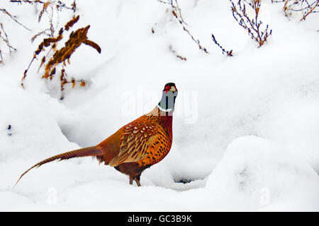 Gemeinsamen Fasan (Phasianus Colchicus) Stockfoto