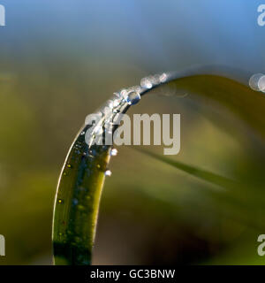 Wassertropfen auf einem Grashalm Stockfoto