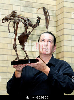 Dr. Clem Fisher, Kurator für Wirbeltierzoologie, beschäftigt sich mit einem seltenen Skelett des seit mehr als 300 Jahren ausgestorbenen Dodo, das im World Museum Liverpool ausgestellt ist. Stockfoto