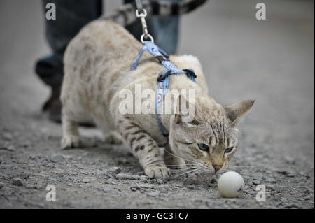 Snow Leopard Bengalkatze Stockfoto