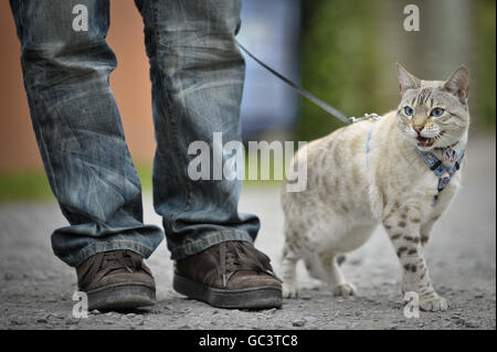 Leo, die einjährige Bengale Snow Leopard Katze, die gerne an der Leine geführt wird, beim VW Oktoberfest in Cheddar, Somerset. Stockfoto