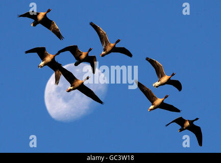 Ein Kein rosafarbene Gänse fliegen am Mond vorbei, als sie im RSPB Vane Farm Nature Reserve am Loch Leven, Schottland, ankommen. Stockfoto