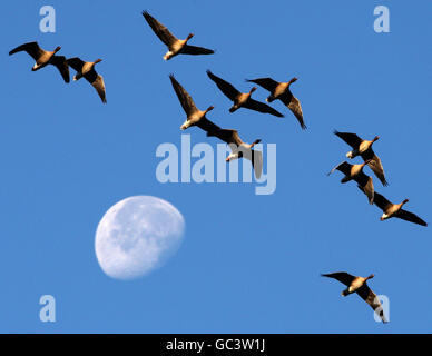 Ein Kein rosafarbene Gänse fliegen am Mond vorbei, als sie im RSPB Vane Farm Nature Reserve am Loch Leven, Schottland, ankommen. Stockfoto