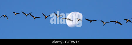 Ein Kein rosafarbene Gänse fliegen am Mond vorbei, als sie im RSPB Vane Farm Nature Reserve am Loch Leven, Schottland, ankommen. Stockfoto