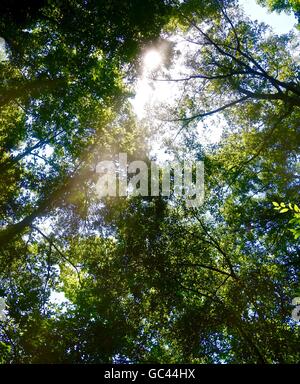 Sonne durch die Baumkronen im Wald Stockfoto