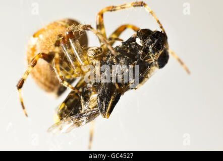 Orb-Weberspinne. Eine Orbis-Weberspinne ernährt sich von einer seidenumwickelten Schwebefliege. Stockfoto