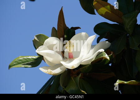 Duftende Magnolie Baum Blüte, California Stockfoto