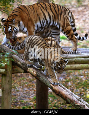 Sasha, ein Amurtiger, bei der Fütterung mit ihren drei sechs Monate alten Jungen Vladimir, Natalia und Dominika im Highland Wildlife Park in Kingussie. Stockfoto