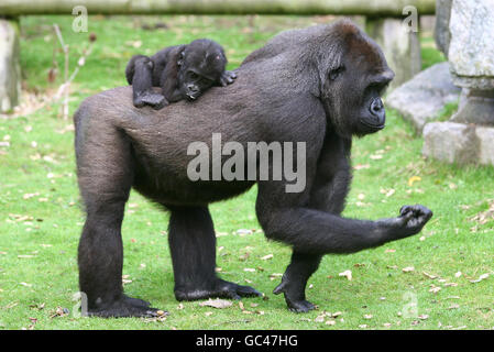 Baby Gorilla Louna Stockfoto