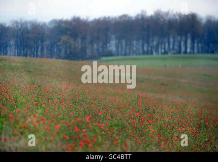 Waffenstillstandstag Veranstaltungen. Mohnblumen auf einem Feld in der Nähe von Fontmell Magna, Dorset. Stockfoto